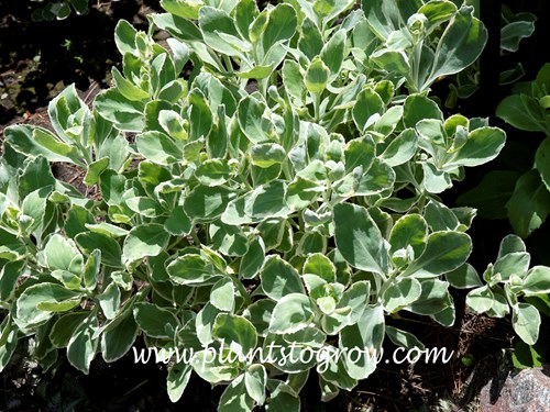 Sedum Frosty  Morn (Hylotelephium)